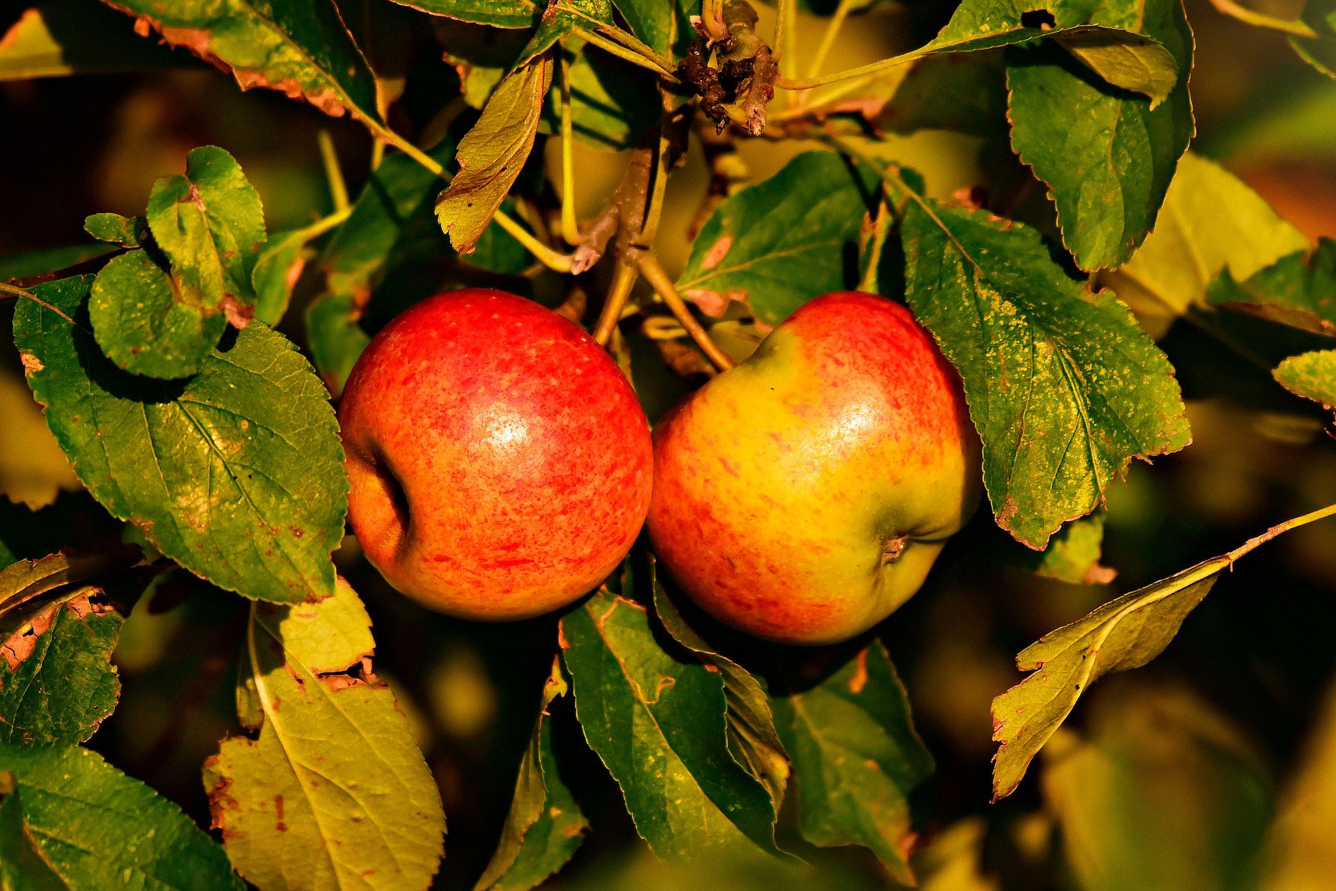 Foto con manzana..