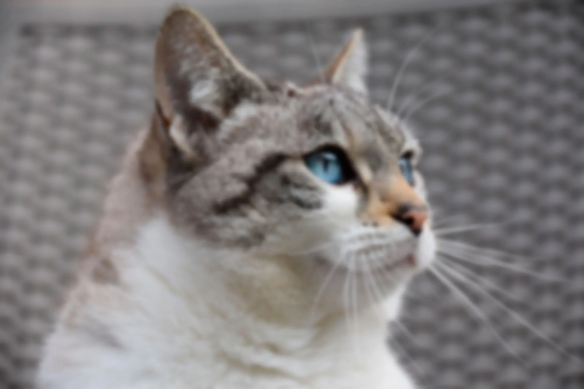 Retrato borroso de gato..