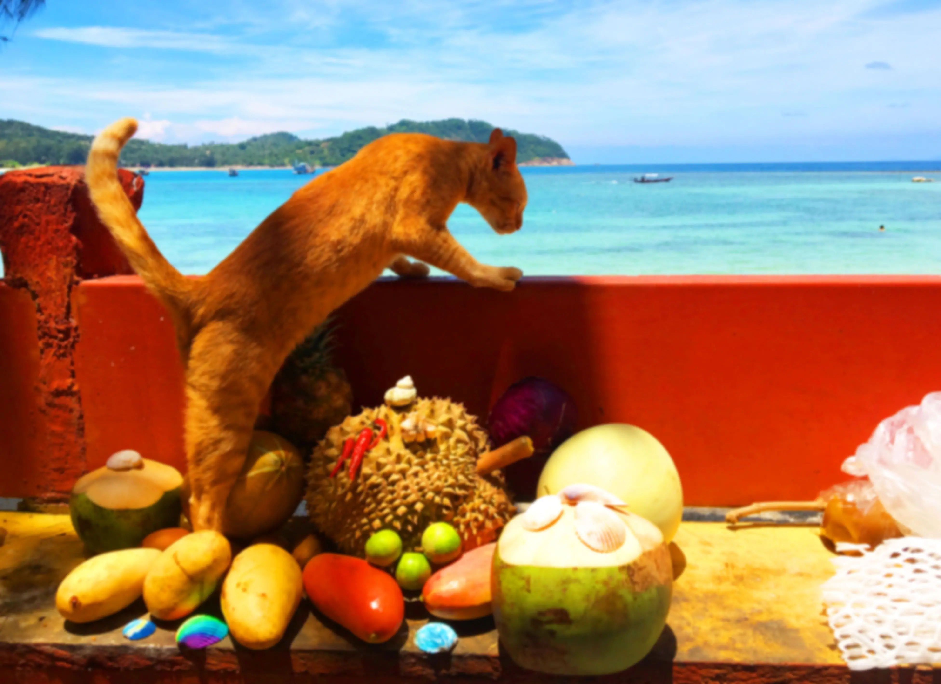 Foto borrosa de paisaje marino con gato y frutas..