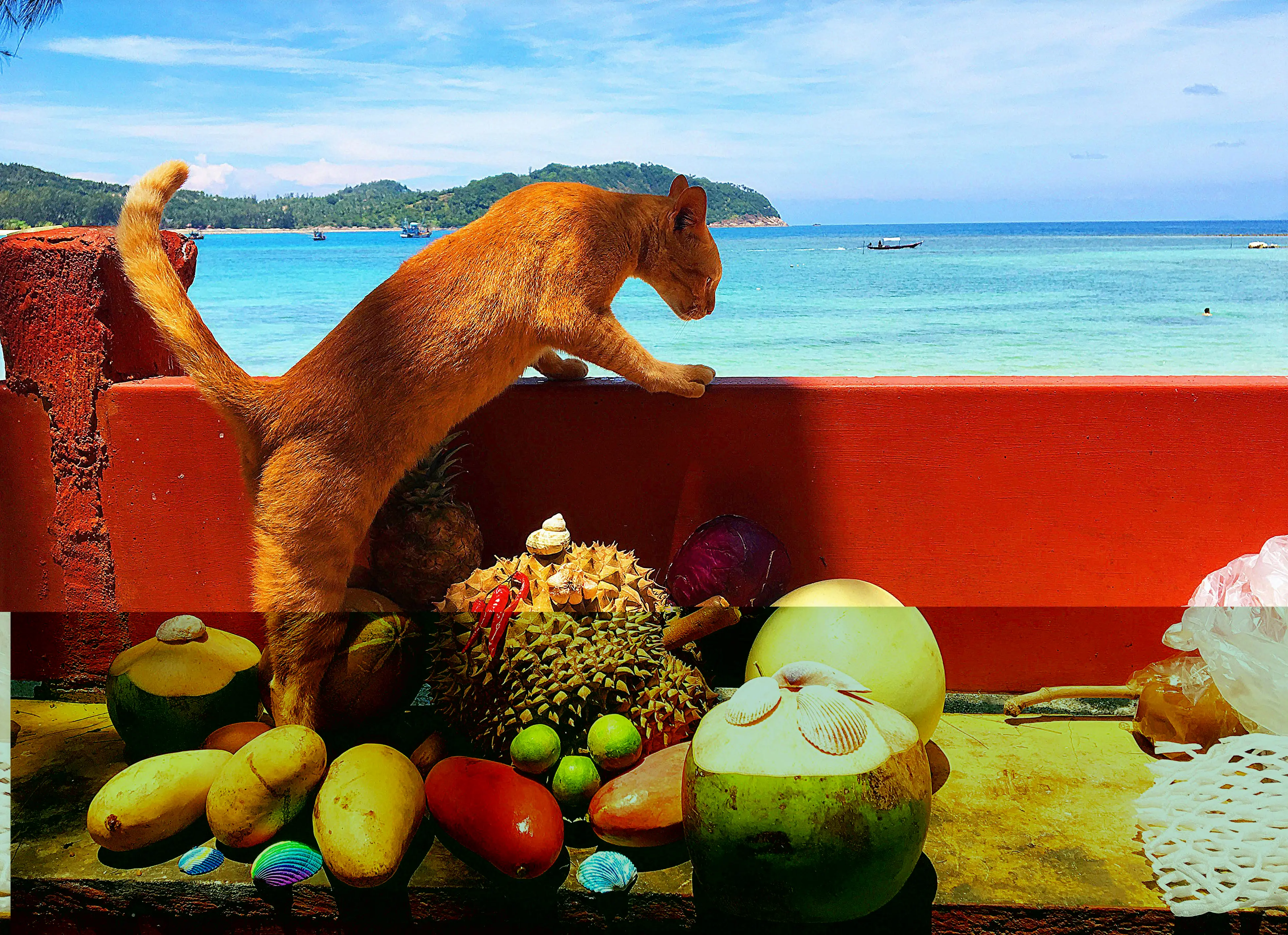 Foto nítida de paisaje marino con gato y frutas..