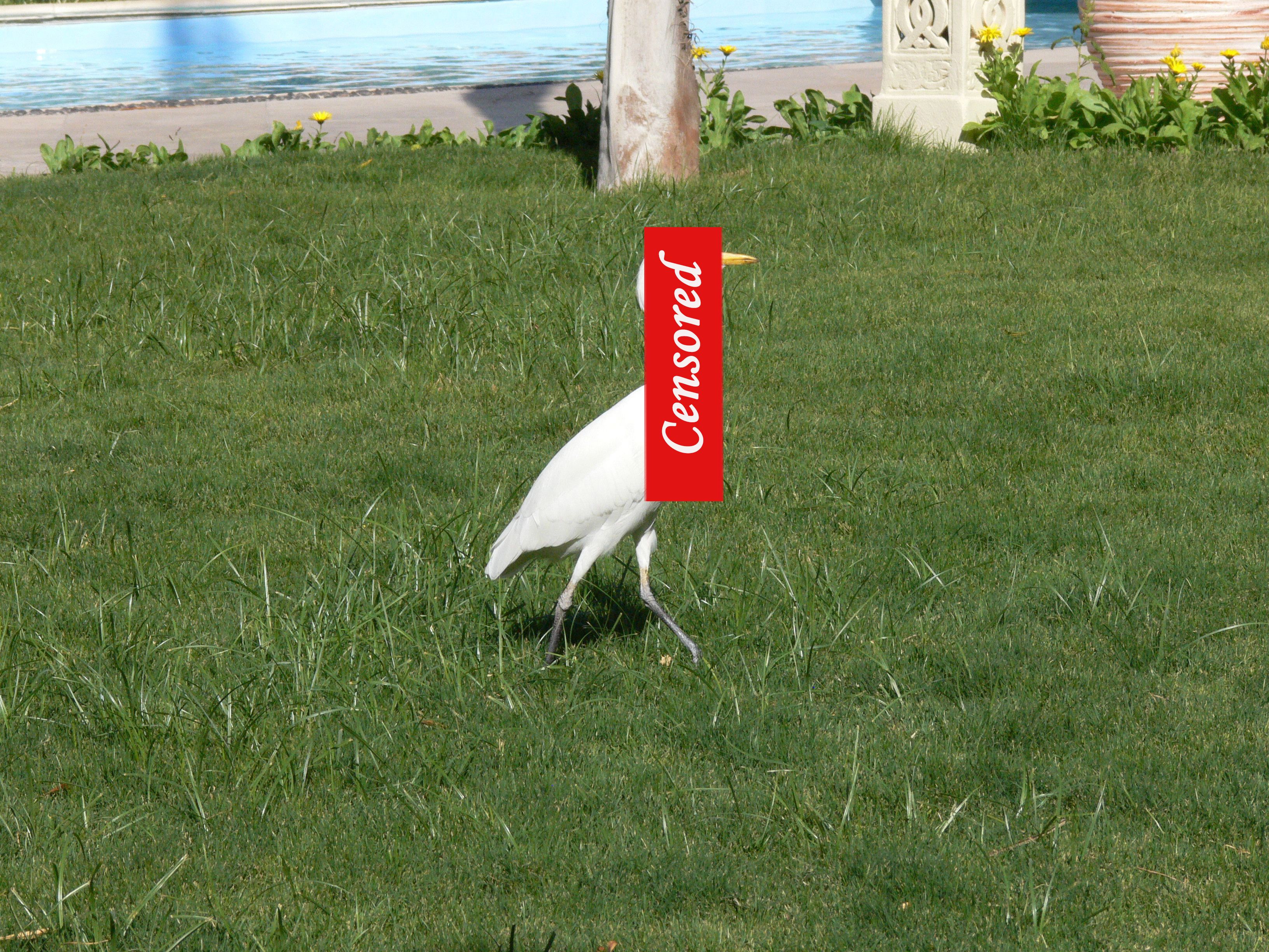 Pájaro antes..